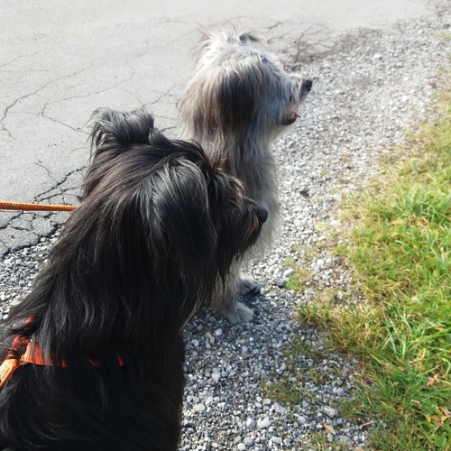 Hundetreffen 2018 im Allgäu (12)
